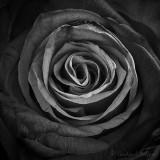 Tones Of A Rose P1090353