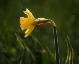 Yellow Daffodil DSCN93622