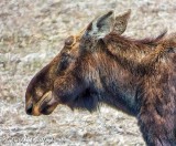 Moose Profile DSCN93823-4