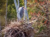 Heron Hunkered In Its Nest DSCN93791
