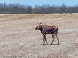 Moose In A Field DSCN93691