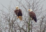 Two Bald Eagles In A Tree DSCN93952