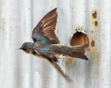 Tree Swallow Taking Flight DSCN94477