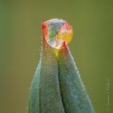 Rain Droplet On A Budding Tulip P1090407-20