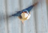 Tree Swallow In Flight DSCN94665