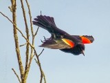 Red-winged Blackbird Taking Flight P1090469