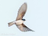 Tree Swallow In Flight P1090481