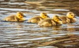 Four Goslings Swimming DSCN94882