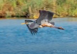 Great Blue Heron In Flight DSCN95167