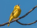 Yellow Warbler Warbling DSCN95155