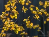 Backlit Spring Leaves DSCN95141