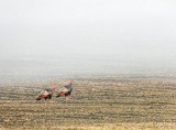 Wild Turkeys Heading For Ground Fog DSCN95878-9