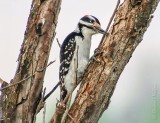Male Hairy Woodpecker 90D22844