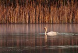 Mute Swan At Sunrise DSCN95891