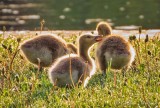 Backlit Goslings In Grass DSCN96733