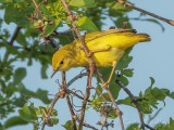 Yellow Warbler DSCN96613