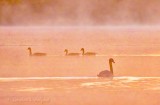 Mist Beyond Geese & Swan At Sunrise DSCN97377