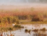 Foggy & Misty Swale At Sunrise 90D24299 (crop)