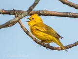 Yellow Warbler Warbling DSCN97567