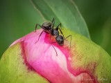Ant On A Peony Bud DSCN98394 (crop)