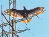 Backlit Turkey Vulture Spreading Wings On An Antenna DSCN98622