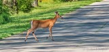 Deer Crossing A Road DSCN98656