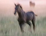 Ground Fog Beyond Running Horse At Dawn 90D25872