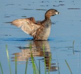 Grebes of Ontario