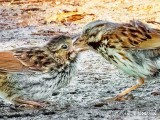 Fledgling Song Sparrow Being Fed DSCN98548 (crop)
