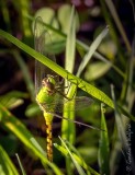 Green Dragonfly In Green Grass DSCN99098