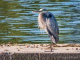 Great Blue Heron On A Poop Dock DSCN99374