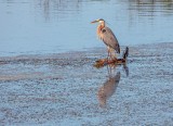 Great Blue Heron On Drifting Wood Reflected DSCN98716