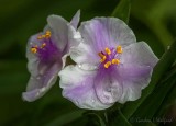 Wet White & Purple Flowers DSCN99465