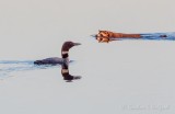 Loon & Raccoon Swimming Toward Each Other DSCN100074