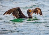 Cormorant Taking Flight DSCN101442