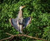 Great Blue Heron Drying Out DSCN102164