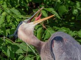 Contorted Great Blue Heron DSCN102703