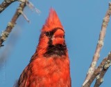 Cardinals of Ontario