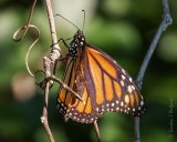 Monarch Butterfly DSCN104391
