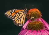 Monarch Butterfly & Bumblebee On Coneflowers DSCN105093-4