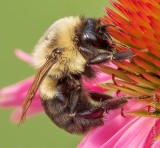 Bumblebee On A Coneflower Closeup DSCN105268