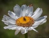 Bee & Bug On A Daisy DSCN102888