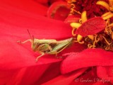 Tiny Grasshopper On A Double Zinnia DSCN105590