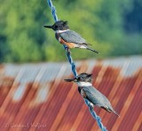 Kingfishers of Ontario