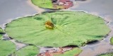 Yellowjacket On A Lily Pad DSCN106230