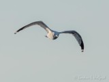 Gull In Flight DSCN108977