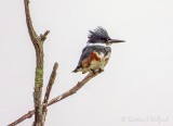 Female Belted Kingfisher On A Dead Tree DSCN109195-6