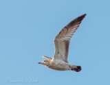 Juvenile Ring-billed Gull In Flight DSCN109327