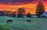 Two Horses At Sunrise 90D35194