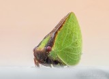 Little Leaf Bug On A Porch Railing DSCN109903-8
